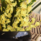 Arranjo De Flor Artificial Amarelas No Vaso Preto | Formosinha